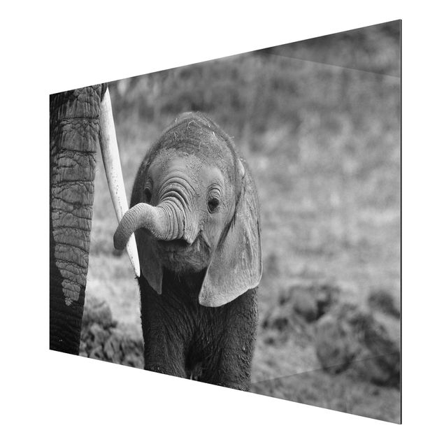 Alu-Dibond Bild - Elefantenbaby