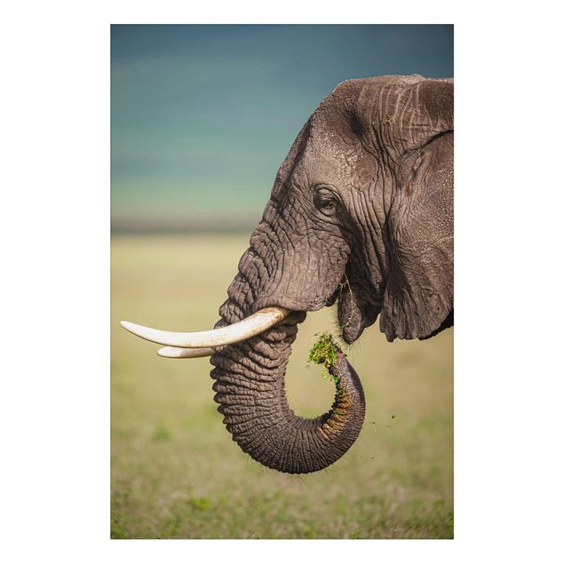 Aluminium Print - Elefantenfütterung Afrika - Hochformat 3:2