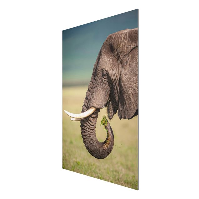 Aluminium Print - Elefantenfütterung Afrika - Hochformat 3:2