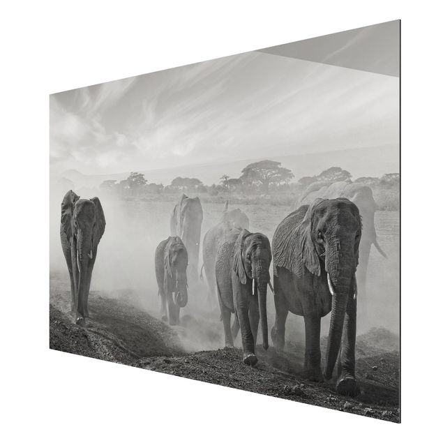 Alu-Dibond Bild - Elefantenherde