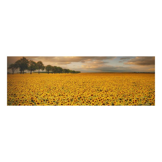 Alu-Dibond Bild - Feld mit Sonnenblumen