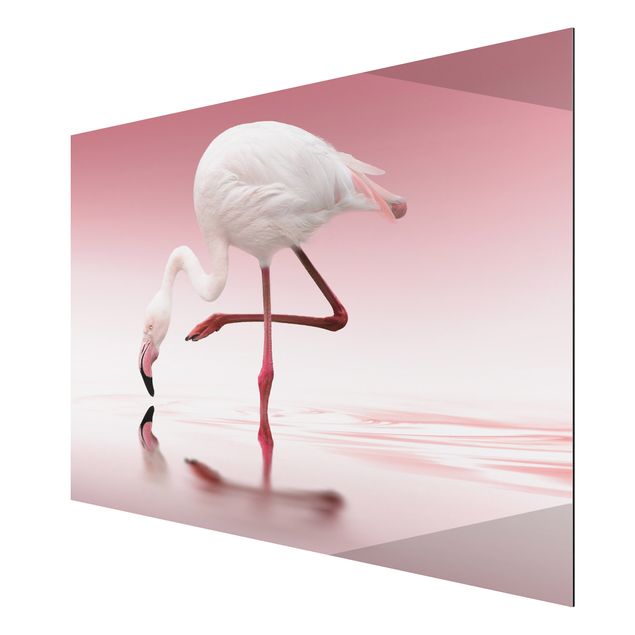 Alu-Dibond Bild - Flamingo Dance