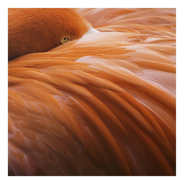 Alu-Dibond Bild - Flamingofedern