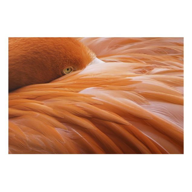 Alu-Dibond Bild - Flamingofedern