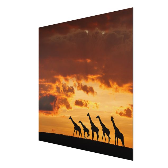 Alu-Dibond Bild - Fünf Giraffen