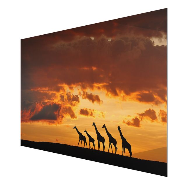 Alu-Dibond Bild - Fünf Giraffen