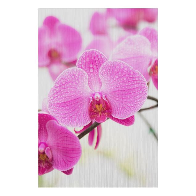 Alu-Dibond Bild - Nahaufnahme Orchidee