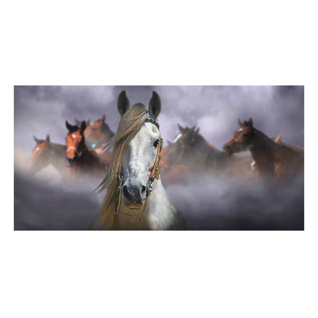 Alu-Dibond Bild - Horses in the Dust