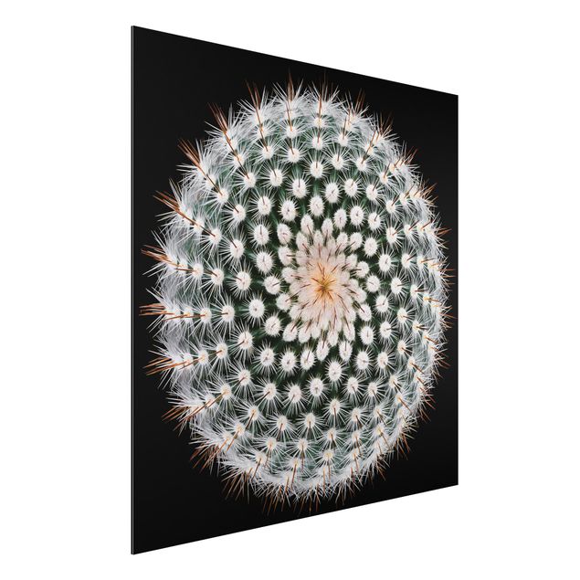 Alu-Dibond Bild - Kaktusblüte