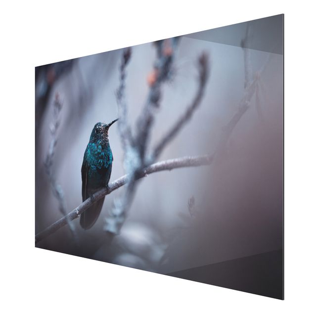 Alu-Dibond Bild - Kolibri im Winter