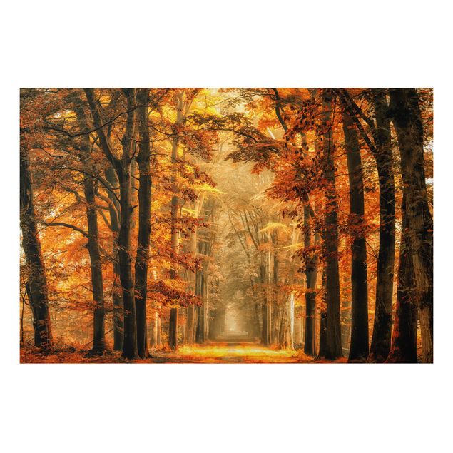 Alu-Dibond Bild - Märchenwald im Herbst