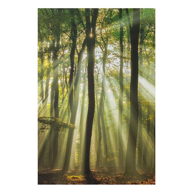 Alu-Dibond Bild - Sonnentag im Wald