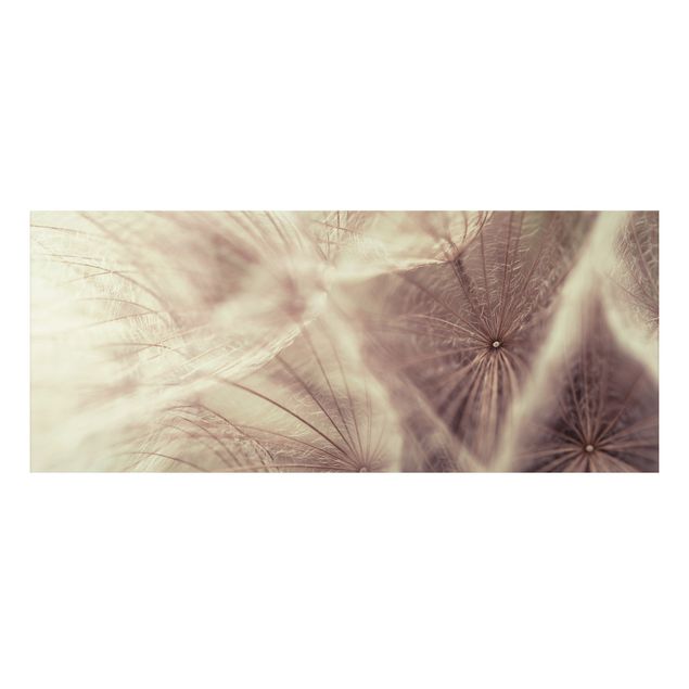 Alu-Dibond Bild - Detailreiche Pusteblumen Makroaufnahme mit Vintage Blur Effekt