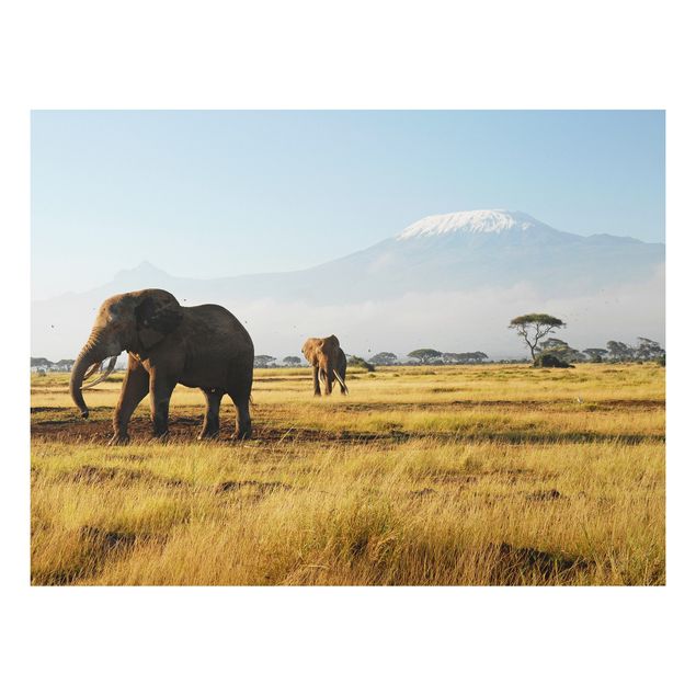 Alu-Dibond Bild - Elefanten vor dem Kilimanjaro in Kenya