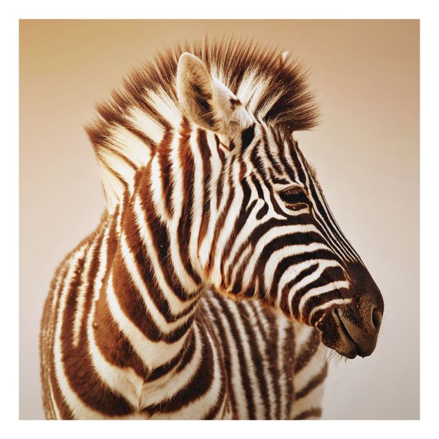 Alu-Dibond Bild - Zebra Baby Portrait