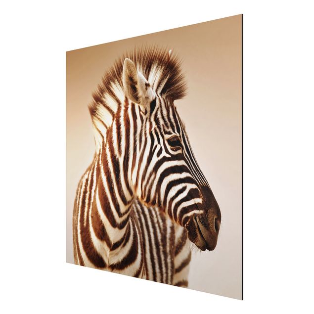 Alu-Dibond Bild - Zebra Baby Portrait