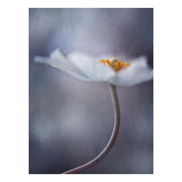 Alu-Dibond Bild - Weiße Anemonenblüte