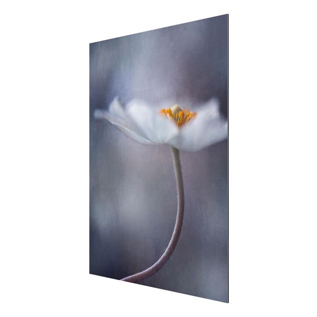 Alu-Dibond Bild - Weiße Anemonenblüte
