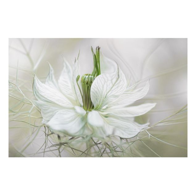 Alu-Dibond Bild - Weiße Nigella
