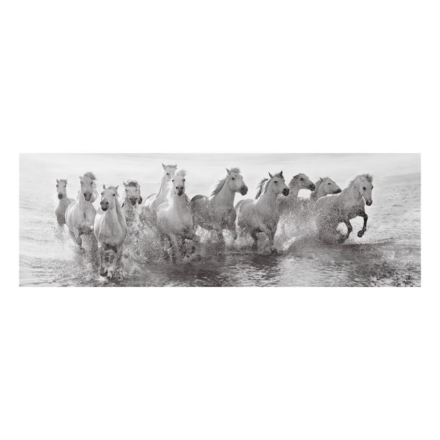 Alu-Dibond Bild - Weiße Pferde im Meer