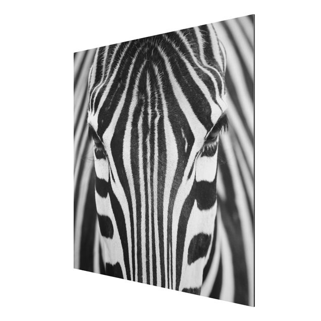 Alu-Dibond Bild - Zebra Look