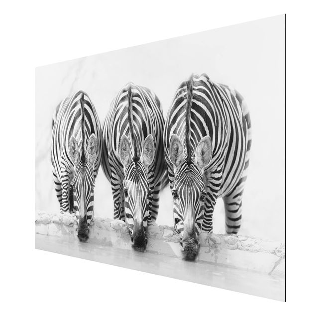 Aluminium Print - Zebra Trio schwarz-weiß - Querformat 2:3