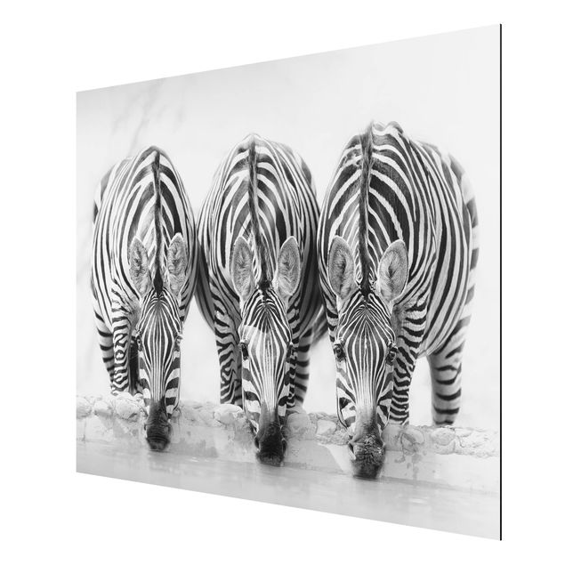 Aluminium Print - Zebra Trio schwarz-weiß - Querformat 3:4