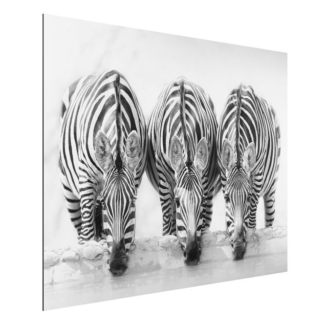 Aluminium Print - Zebra Trio schwarz-weiß - Querformat 3:4
