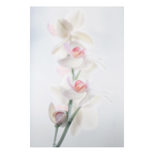Alu-Dibond Bild - Zerbrechliche Orchidee