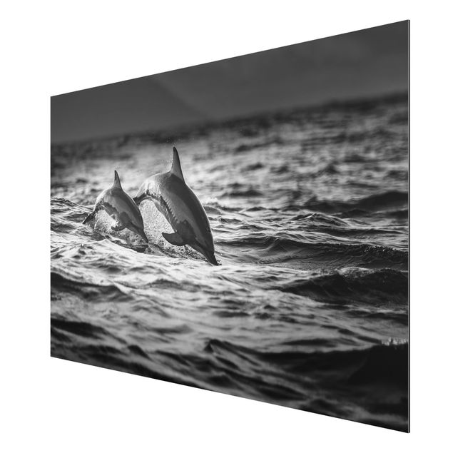 Aluminium Print - Zwei springende Delfine - Querformat 2:3