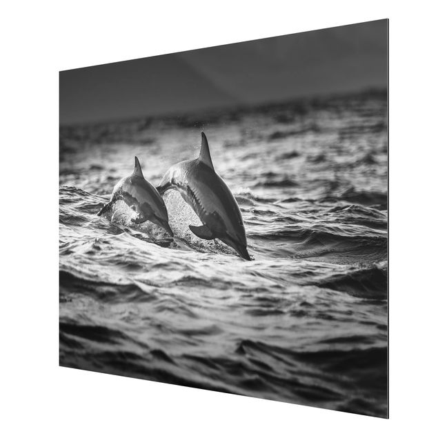 Aluminium Print - Zwei springende Delfine - Querformat 3:4