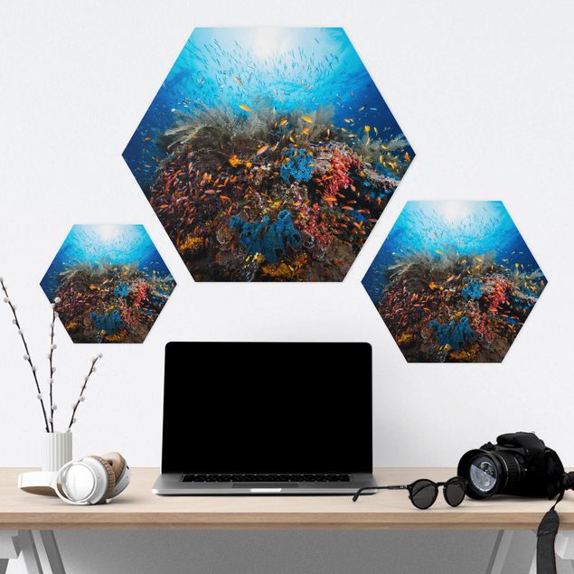 Hexagon Bild Alu-Dibond - Lagune Unterwasser