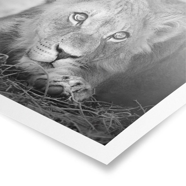 Poster - Lurking Lionbaby - Querformat 2:3