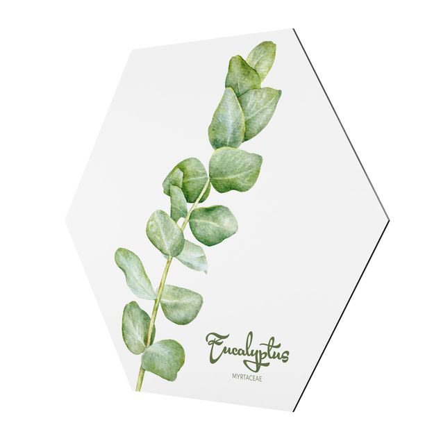 Hexagon Bild Alu-Dibond - Aquarell Botanik Eukalyptus