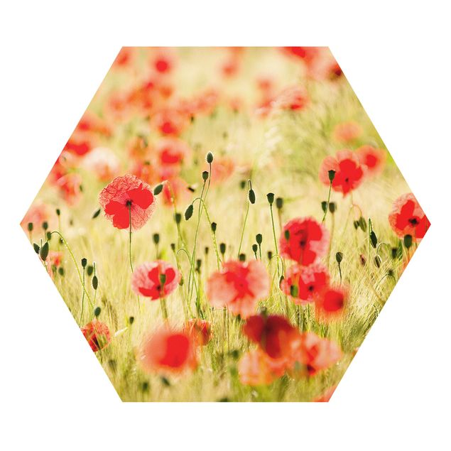 Hexagon Bild Forex - Summer Poppies