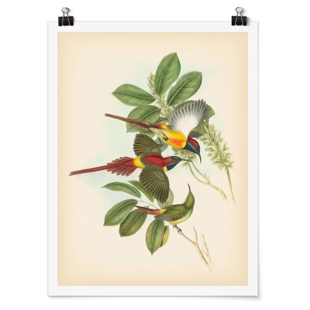 Poster - Vintage Illustration Tropische Vögel III - Hochformat 4:3