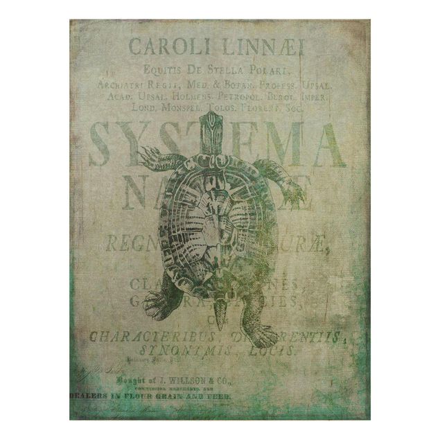 Holzbild - Vintage Collage - Antike Schildkröte - Hochformat 4:3