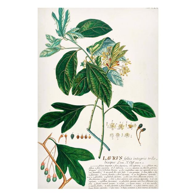 Magnettafel - Vintage Botanik Illustration Lorbeer - Memoboard Hochformat 3:2