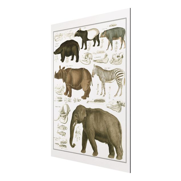 Aluminium Print gebürstet - Vintage Lehrtafel Elefant, Zebra und Nashorn - Hochformat 4:3