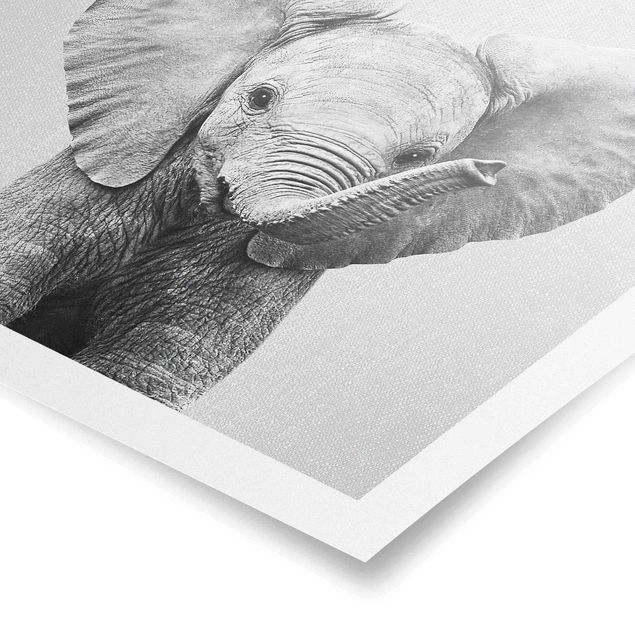 Poster - Baby Elefant Elsa Schwarz Weiß - Quadrat 1:1
