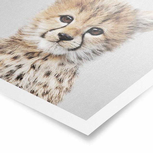 Poster - Baby Gepard Gino - Quadrat 1:1