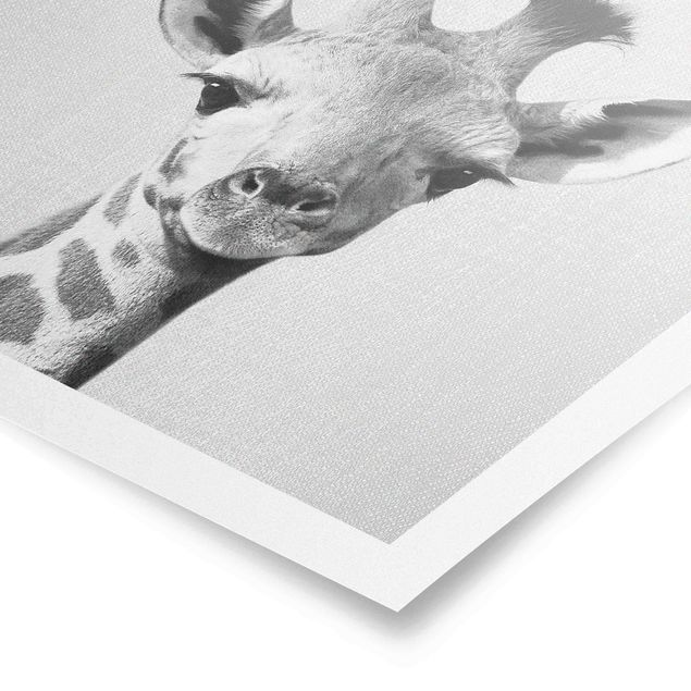 Poster - Baby Giraffe Gandalf Schwarz Weiß - Quadrat 1:1