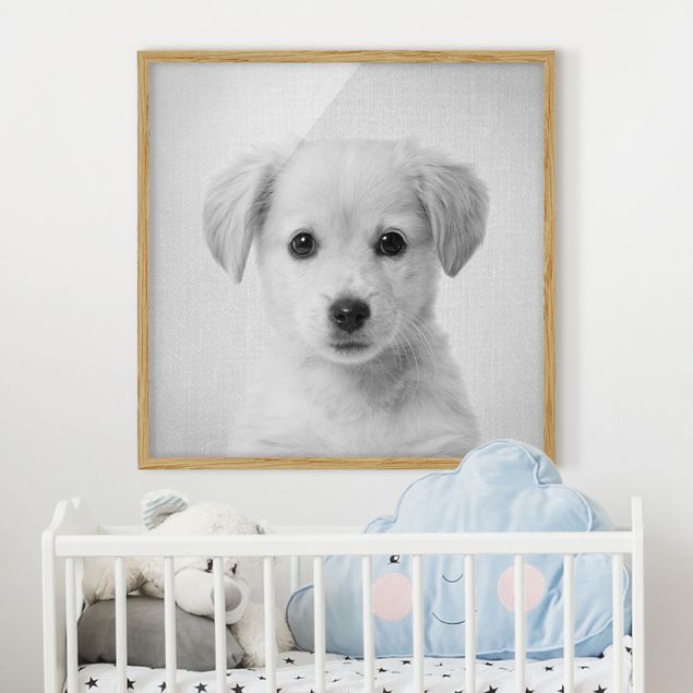 Bild mit Rahmen - Baby Golden Retriever Gizmo Schwarz Weiß - Quadrat - 1:1