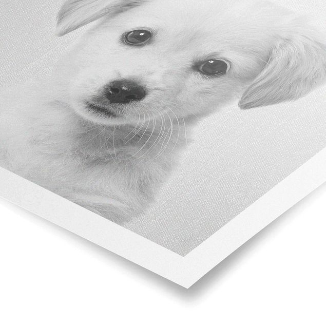 Poster - Baby Golden Retriever Gizmo Schwarz Weiß - Quadrat 1:1