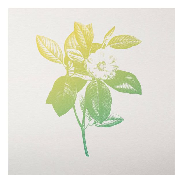 Aluminium Print gebürstet - Modern Vintage Botanik Kirschblüte Grün Gelb - Quadrat 1:1