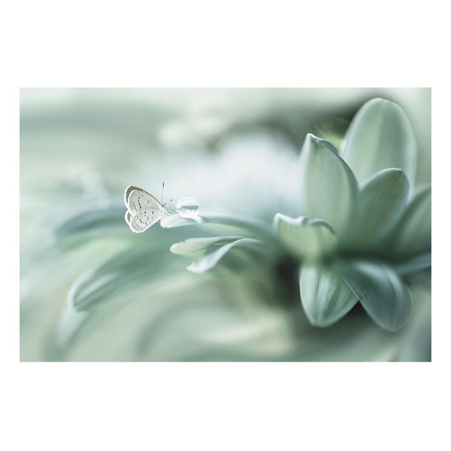Forex Fine Art Print - Schmetterling und Tautropfen in Pastellgrün - Querformat 2:3