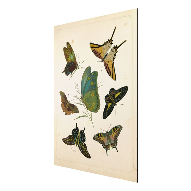 Aluminium Print gebürstet - Vintage Illustration Exotische Schmetterlinge - Hochformat 4:3