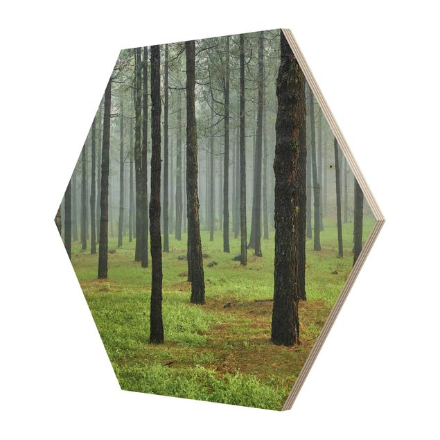 Hexagon Bild Holz - Tiefer Wald mit Kiefern auf La Palma