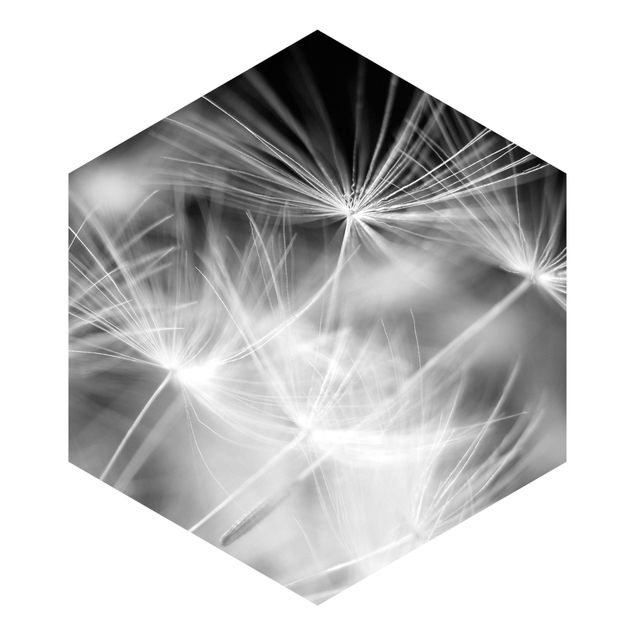 Hexagon Mustertapete selbstklebend - Bewegte Pusteblumen Nahaufnahme auf schwarzem Hintergrund