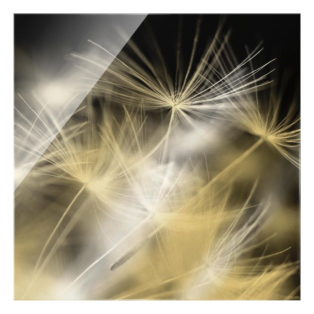 Glasbild - Bewegte Pusteblumen Nahaufnahme auf schwarzem Hintergrund - Quadrat 1:1